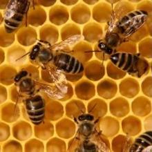 Celdas de un panal de abejas