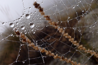 Tela de araña