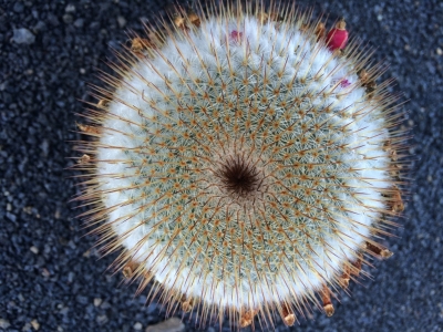 Cactus de la familia Mammillaria