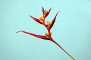 Flores (Costa Rica 3)