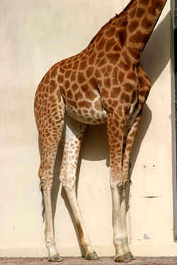 Pilar Moreno:  Animales: Siguiente foto