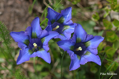 Flores