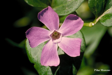Flores