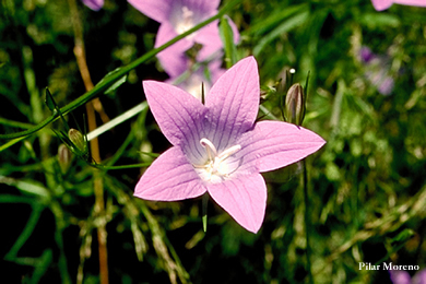 Flores