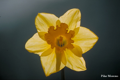Flores