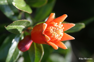Flores