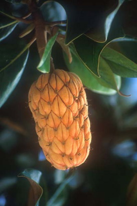 Frutas