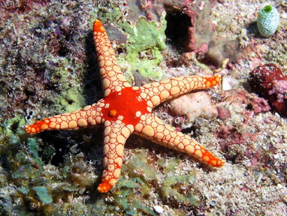 Geometría marina
