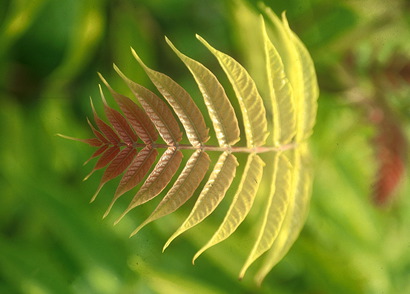 Fotografía hoja