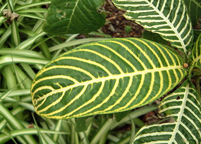 Fotografía hoja