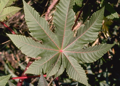 Fotografía hoja
