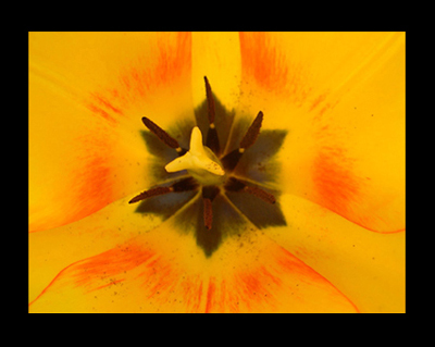 Tulipán (Hexágonos) 