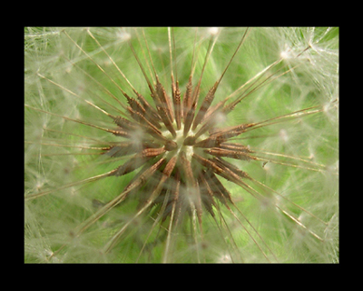 Diente de león (Esfera)