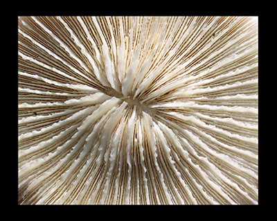 Coral (Radios)