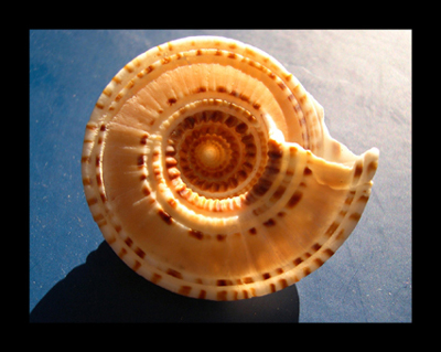 Architectonica perspectiva (Hélice cónica)