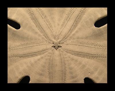 Erizo irregular (Simetría pentagonal)