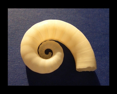 Spirula spirula (Espiral logarítmica)