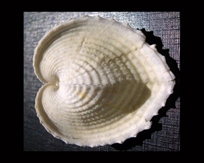 Cardium cardisa (Cardioide)