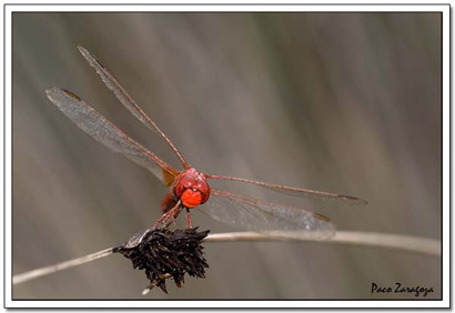 insectos