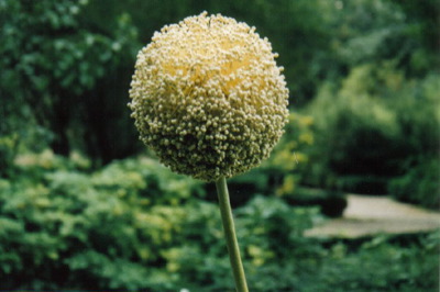 Esfera en el jardín
