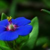 Anagallis arbe (3)