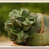 Astrophytum myriostigma var. nudum (3)