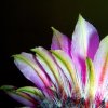 Echinocereus pectinatus (3)