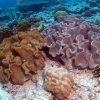 Corales. Laberintos de coral.