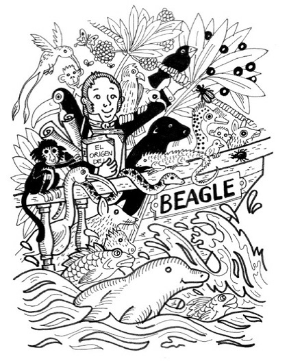 A bordo del Beagle (tercera parte)
