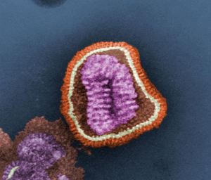 Particula viral del virus de la gripe