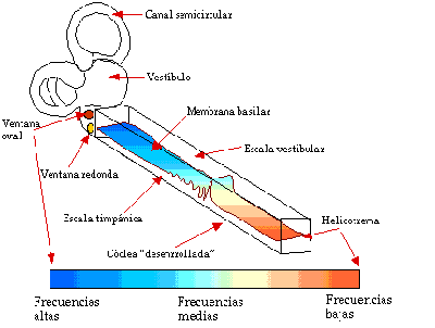 Cóclea